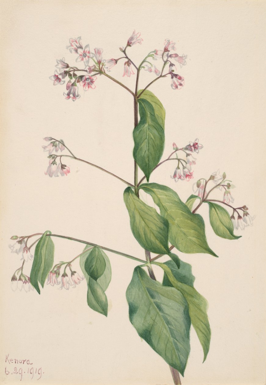 Dogbane Apocyum androsaemfolium ، 1919. بواسطة ماري فو والكوت