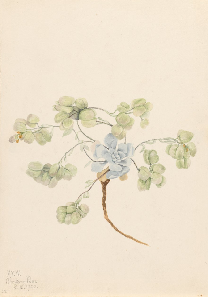 ضعف Bladderpod Physaria didymocarpa ، 1920. بواسطة ماري فو والكوت