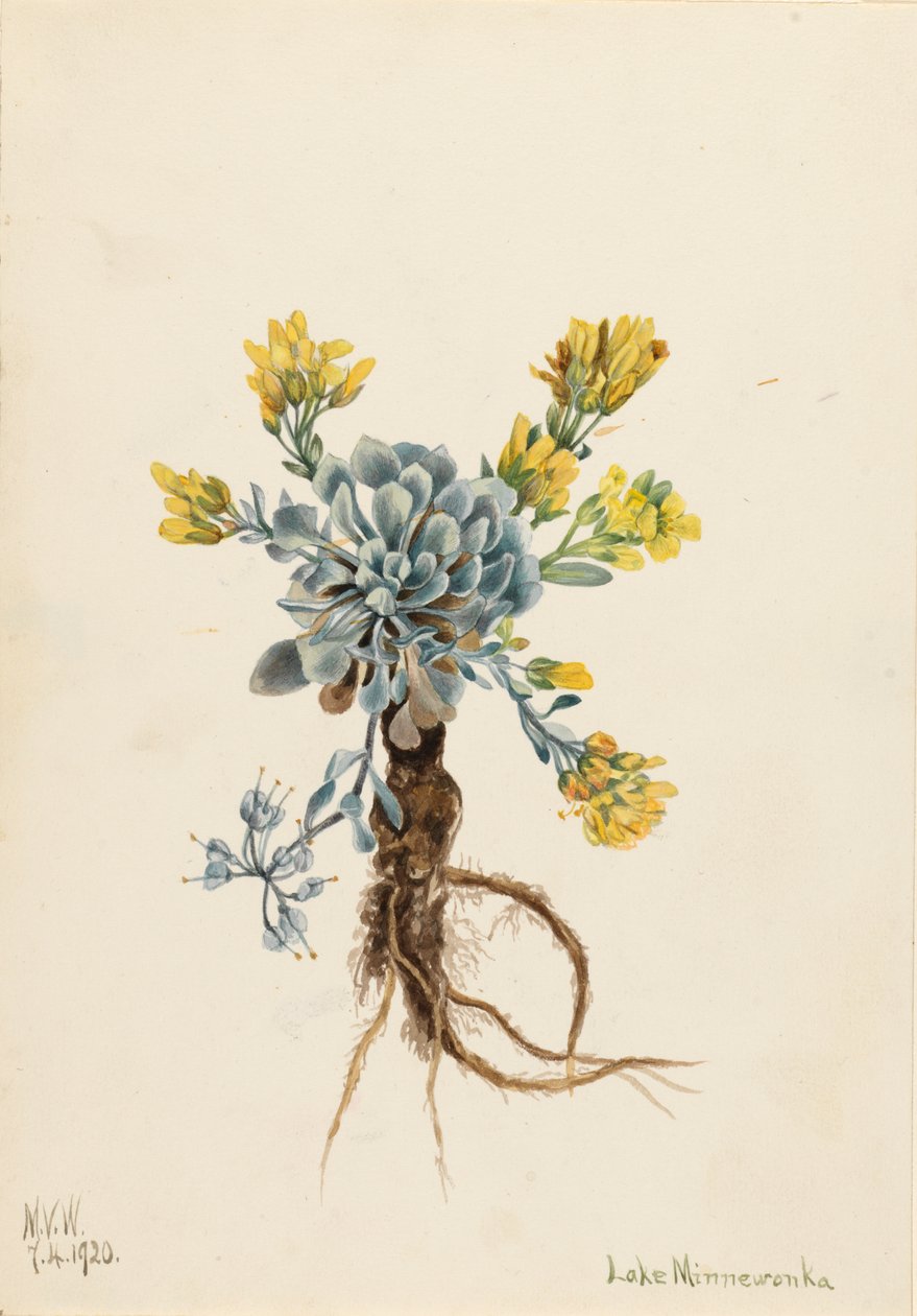 ضعف Bladderpod Physaria didymocarpa ، 1920. بواسطة ماري فو والكوت
