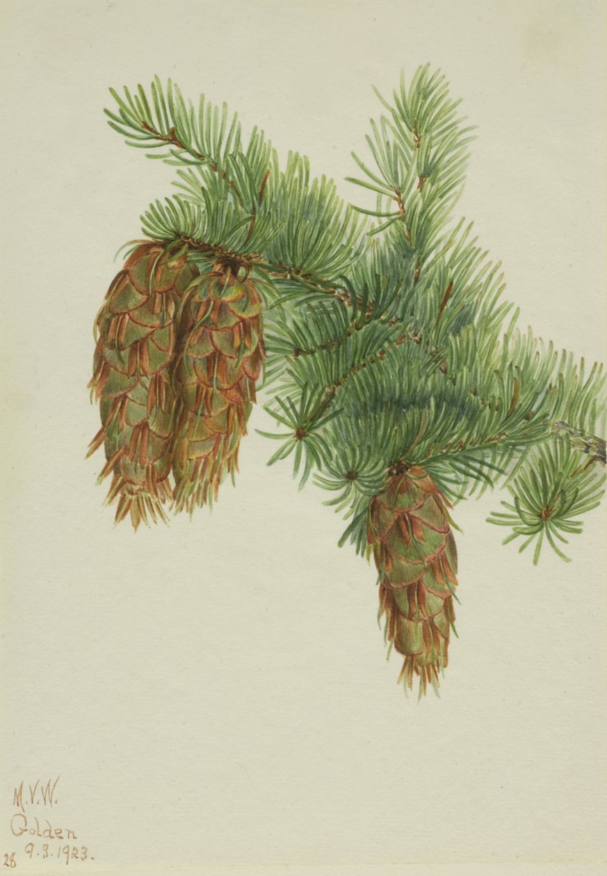 دوغلاس التنوب Pseudotsuga mucronata ، 1923. بواسطة ماري فو والكوت