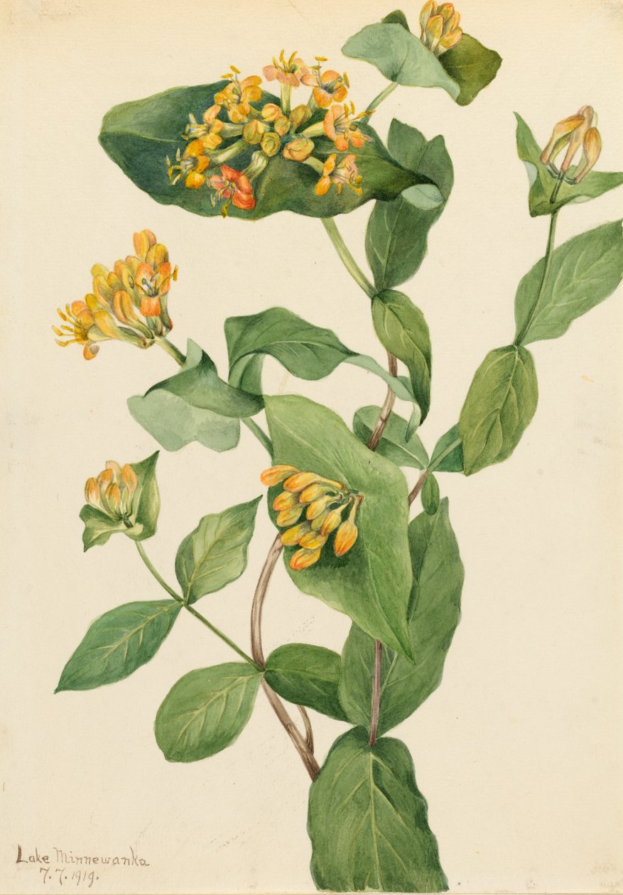 دوغلاس زهر العسل Lonicera glaucescens ، 1919. بواسطة ماري فو والكوت