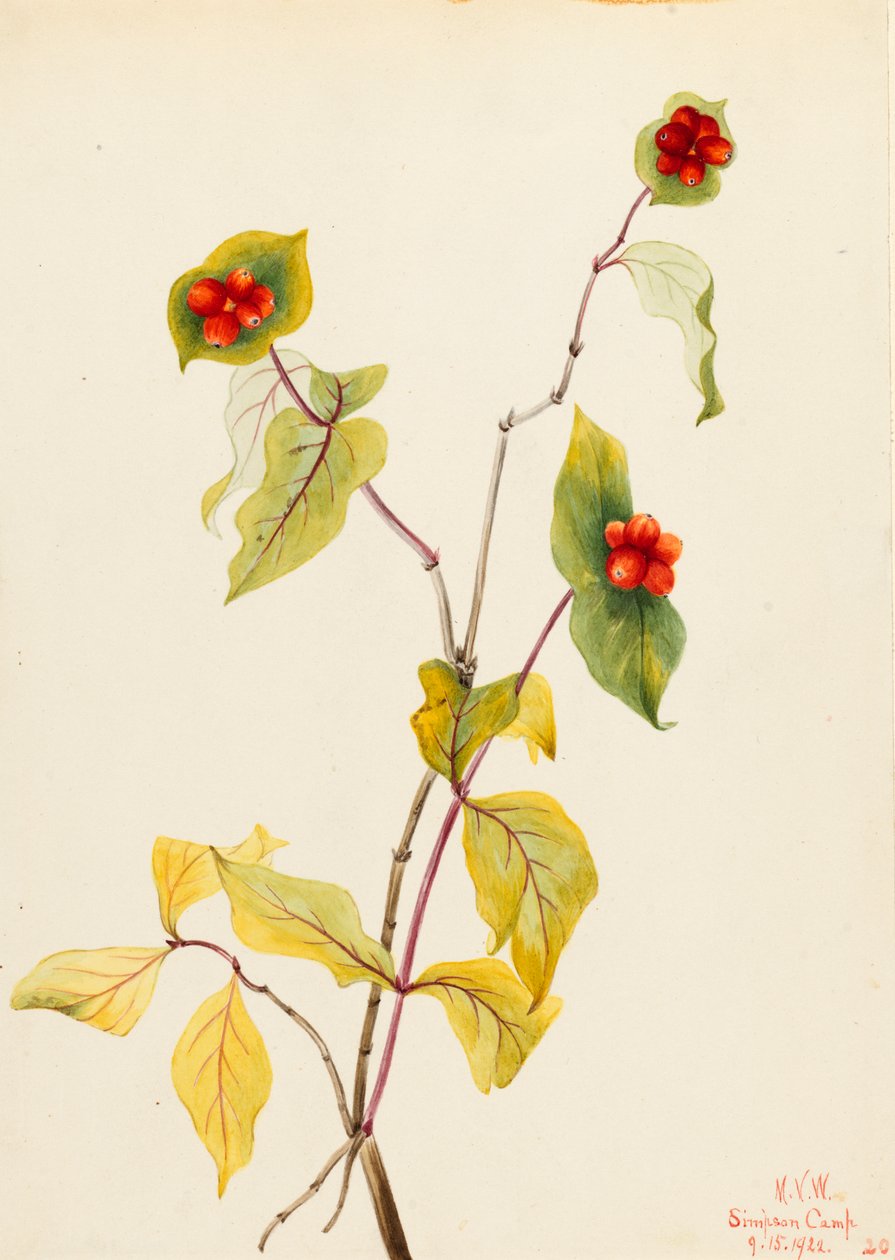 دوغلاس زهر العسل Lonicera glaucescens ، 1922. بواسطة ماري فو والكوت