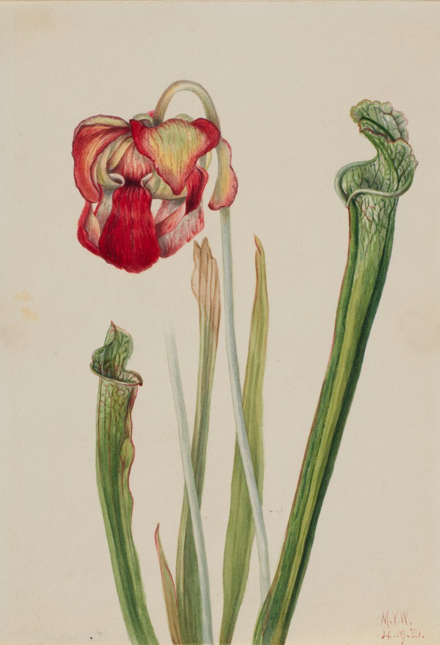 Drummond Pitcherplant Sarracenia drummondii ، 1921. بواسطة ماري فو والكوت