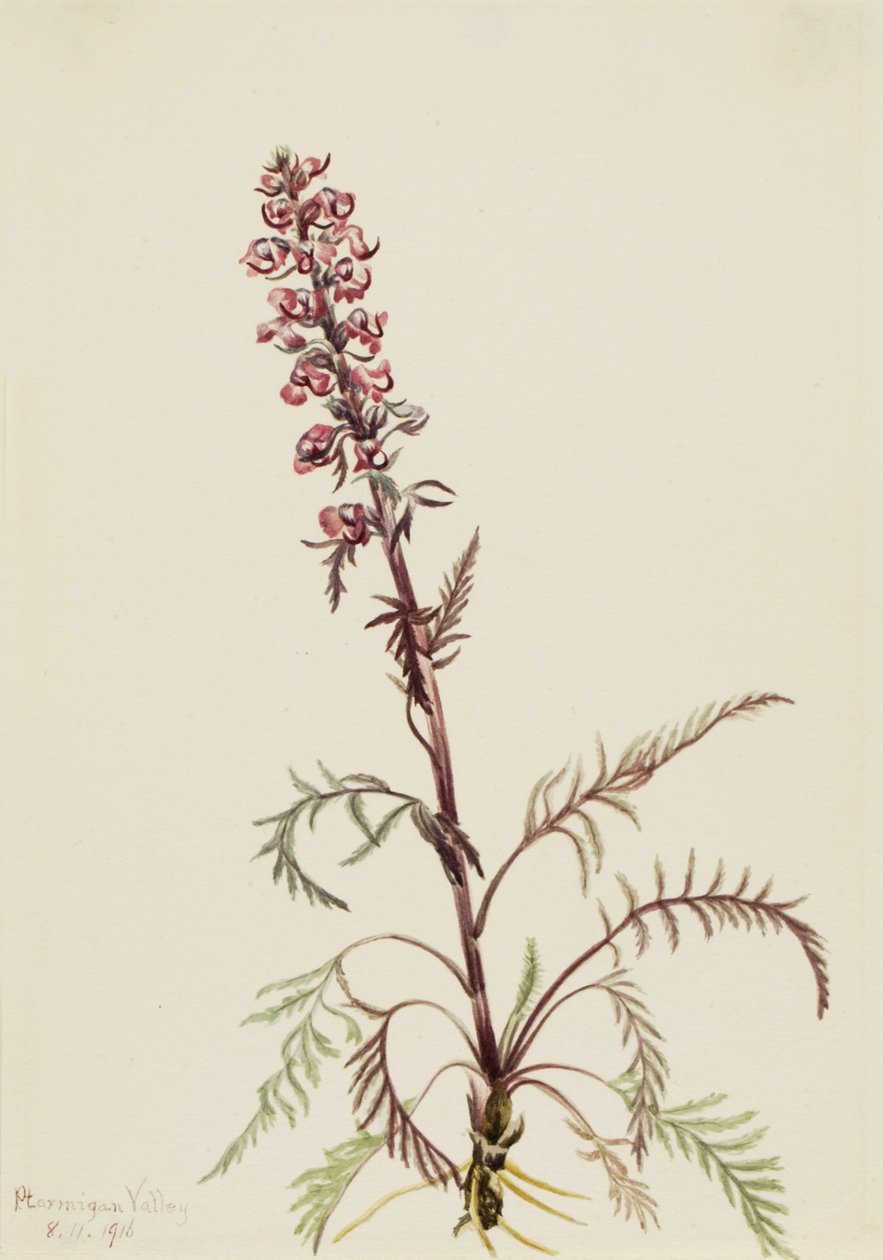 الفيل Pedicularis groenlandica ، 1916. بواسطة ماري فو والكوت