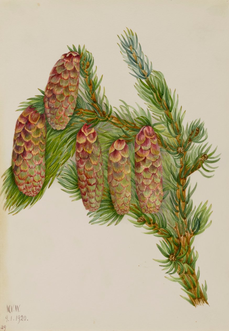 إنجلمان الراتينجية Picea engelmanni ، 1920. بواسطة ماري فو والكوت