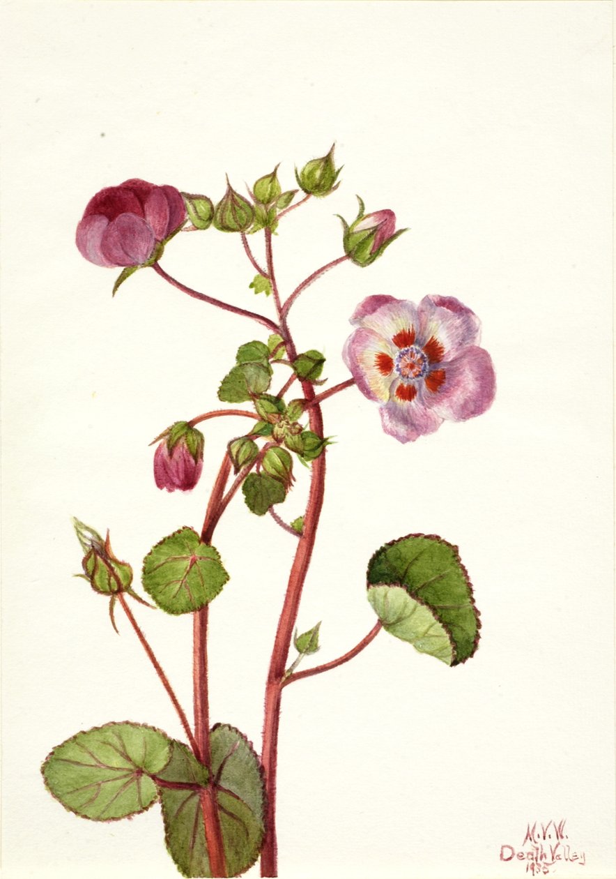 Eremalche rotundifolia ، 1935. بواسطة ماري فو والكوت
