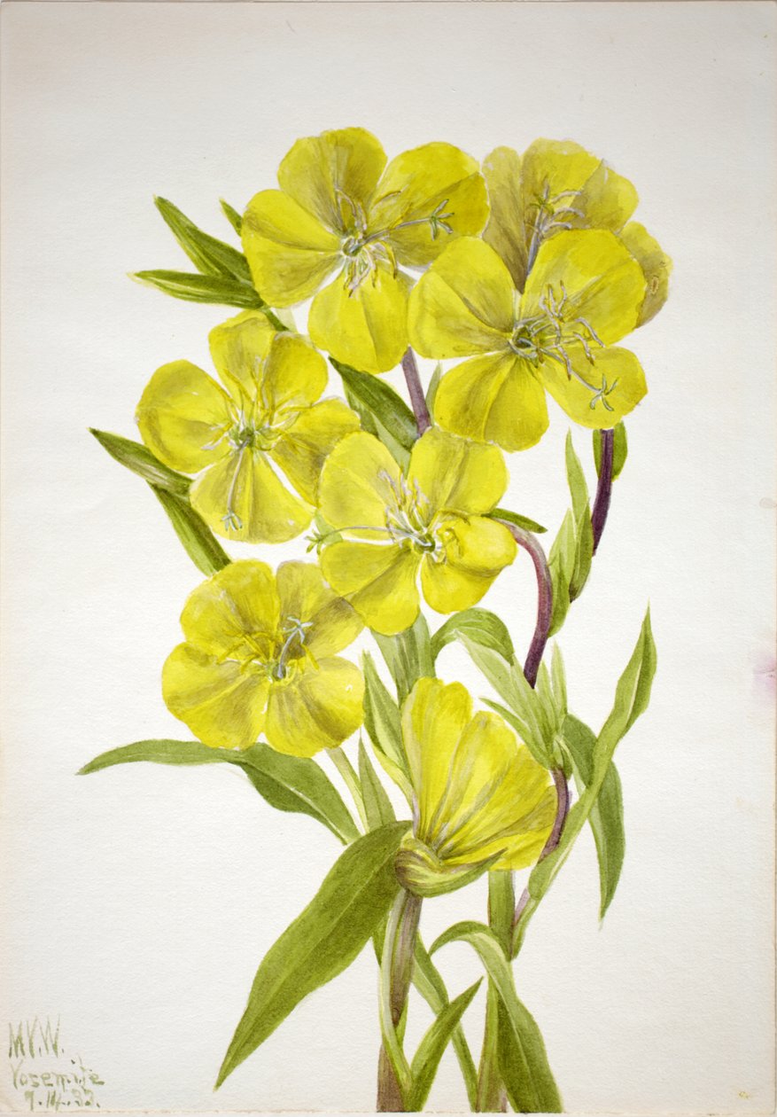 زهرة الربيع المسائية Oenothera ، 1933. بواسطة ماري فو والكوت