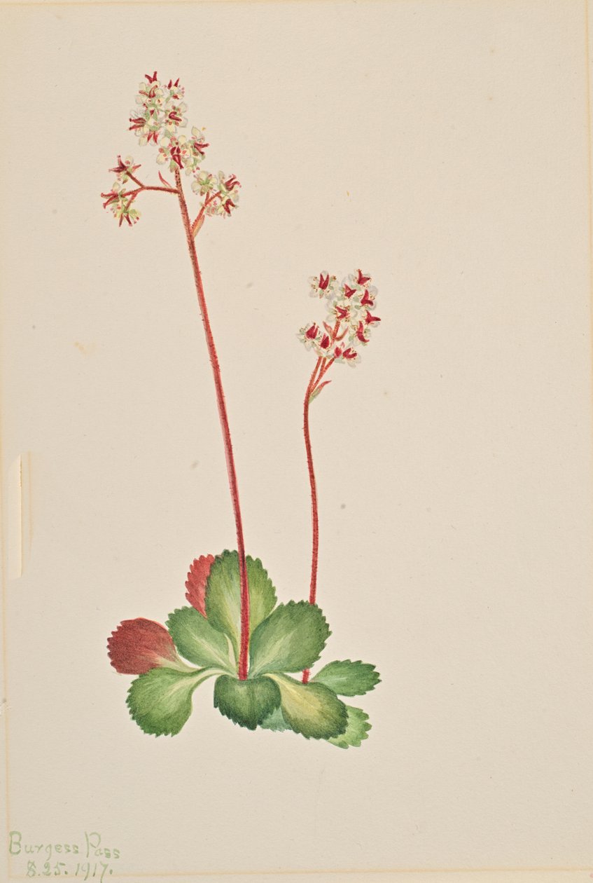 دائم الخضرة Saxifrage Leptarrhena pyrolifolia ، 1917. بواسطة ماري فو والكوت