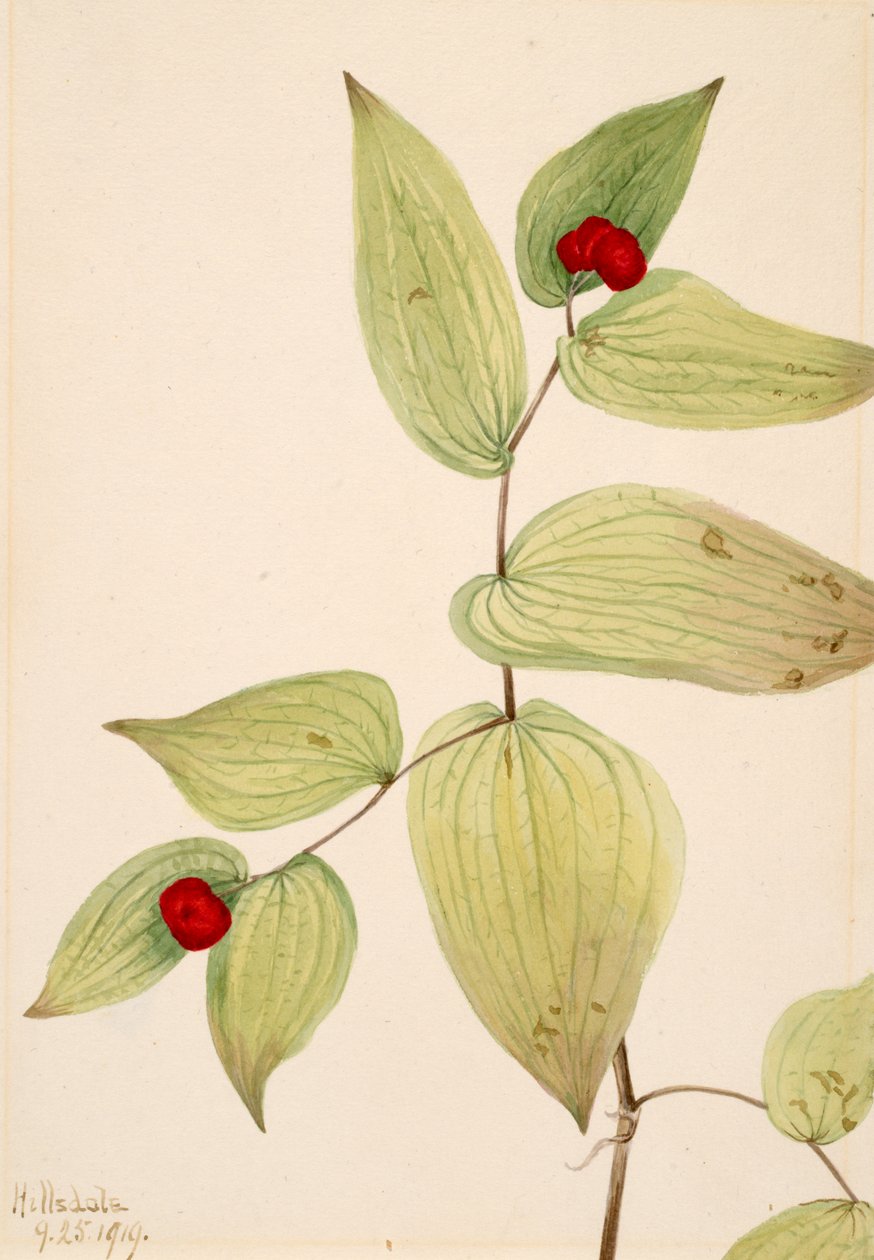 Fairy-Bells Disporum trachycarpum ، 1919. بواسطة ماري فو والكوت