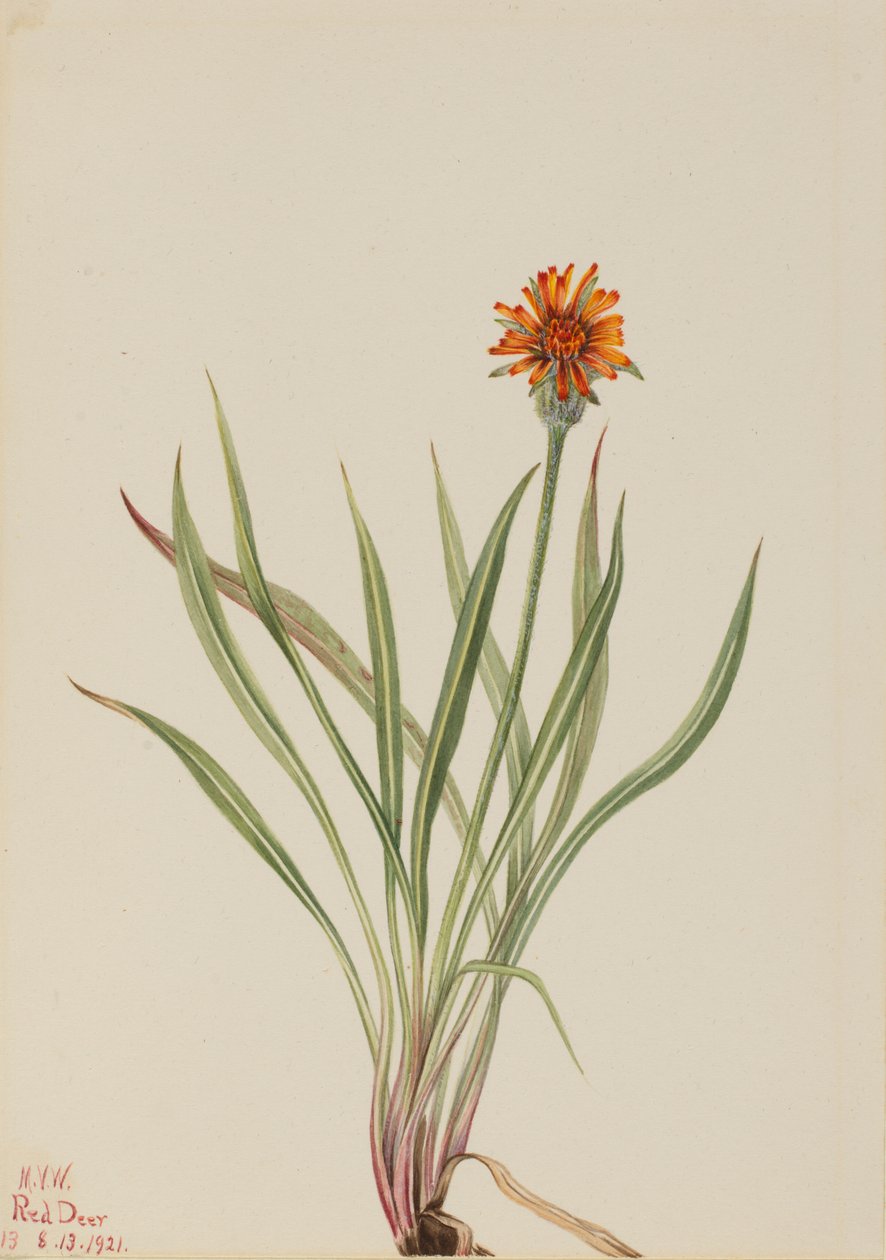 الهندباء الكاذبة Agoseris aurantiaca ، 1921. بواسطة ماري فو والكوت
