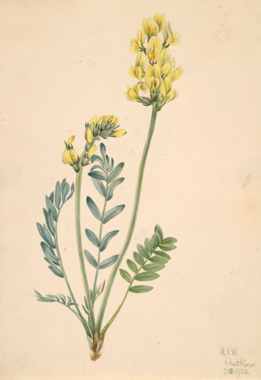 Locoweed Oxytropia gracilis الكاذب ، 1920. بواسطة ماري فو والكوت