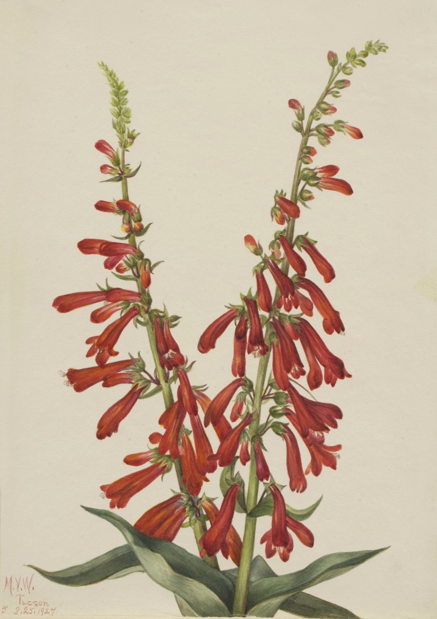 النار Pentstemon Pentstemon eatonii ، 1927. بواسطة ماري فو والكوت