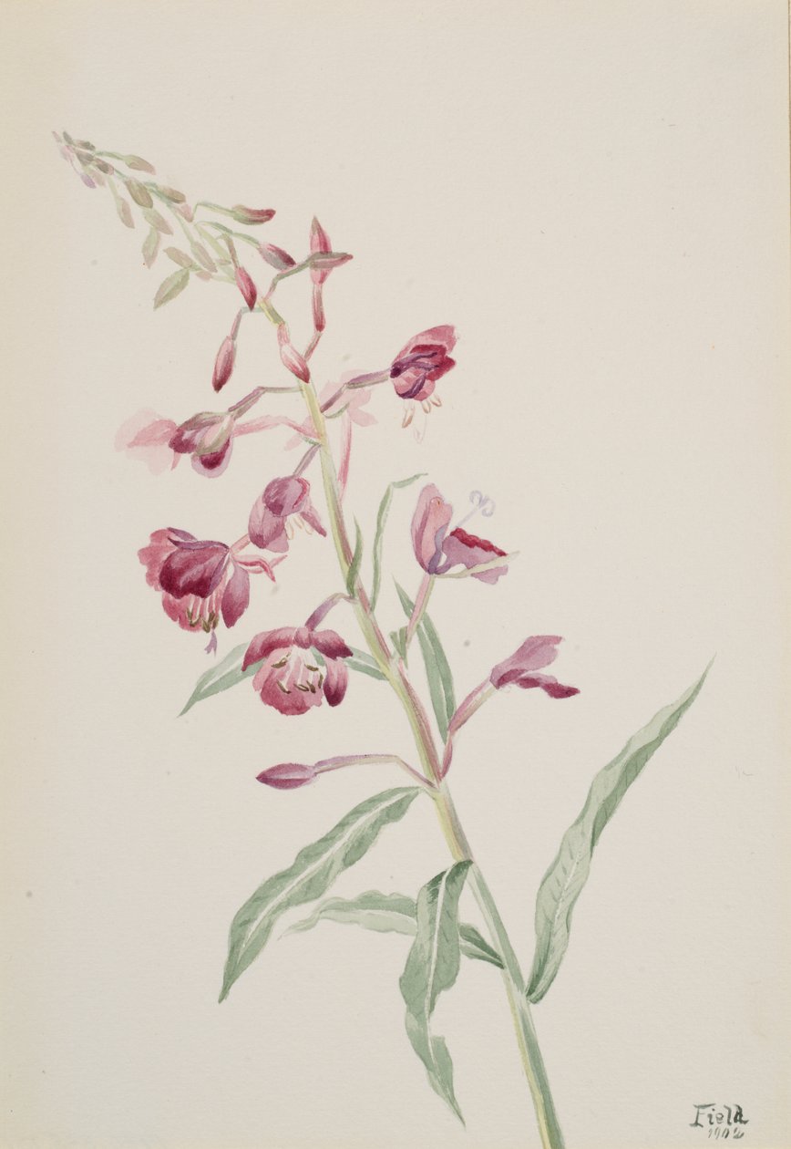 فايرويد Epilobium angustifolium ، 1902. بواسطة ماري فو والكوت
