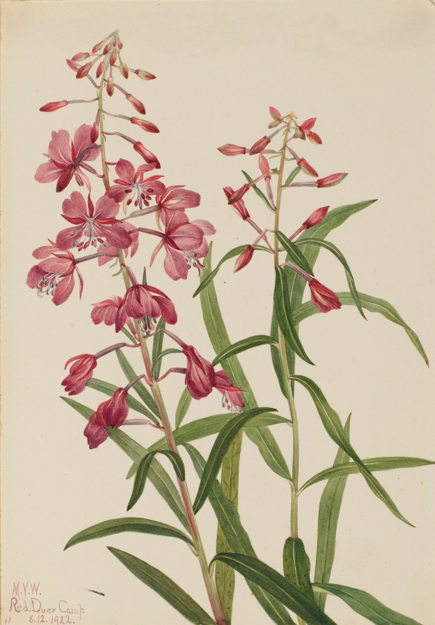 فايرويد Epilobium angustifolium ، 1922. بواسطة ماري فو والكوت