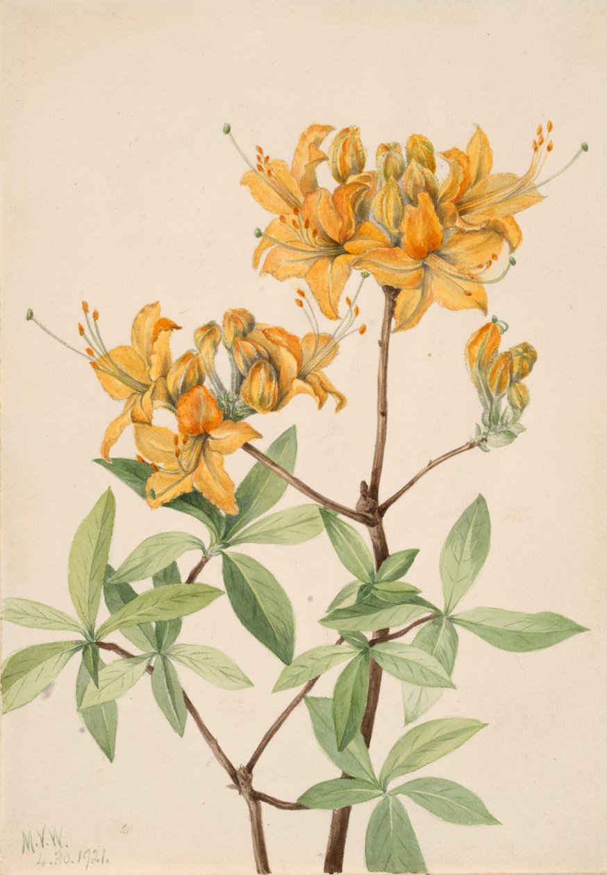 Flame Azalea Azalea lutea ، 1921. بواسطة ماري فو والكوت