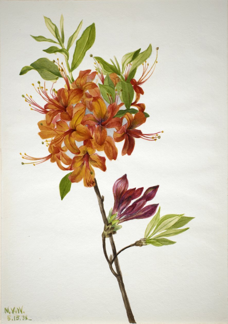 Flame Azalea Rhododendron speciosum ، 1938 بواسطة ماري فو والكوت