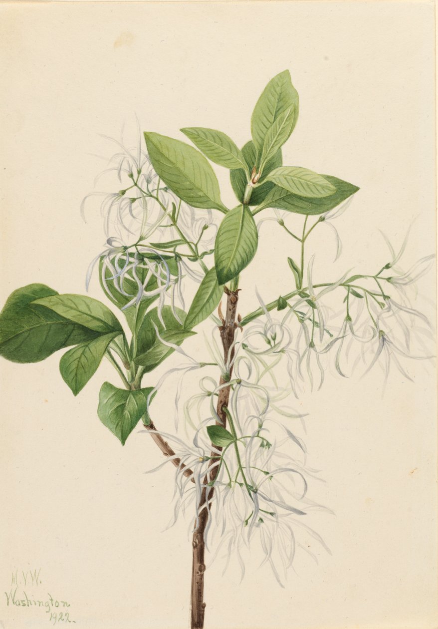 Fringe Tree Chionanthus virginica ، 1922. بواسطة ماري فو والكوت