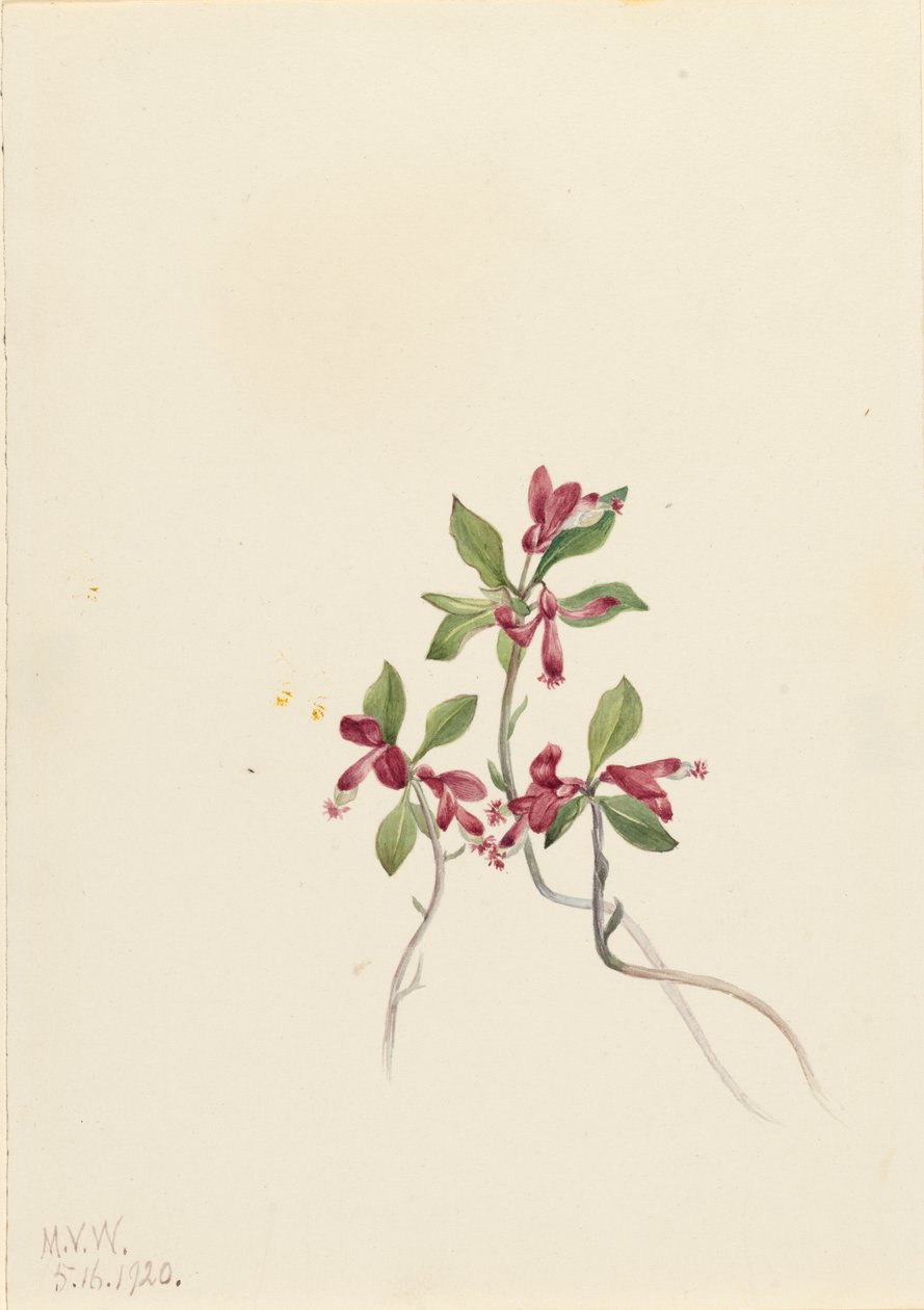 مهدب Polygala Polygala paucifolia ، 1920. بواسطة ماري فو والكوت
