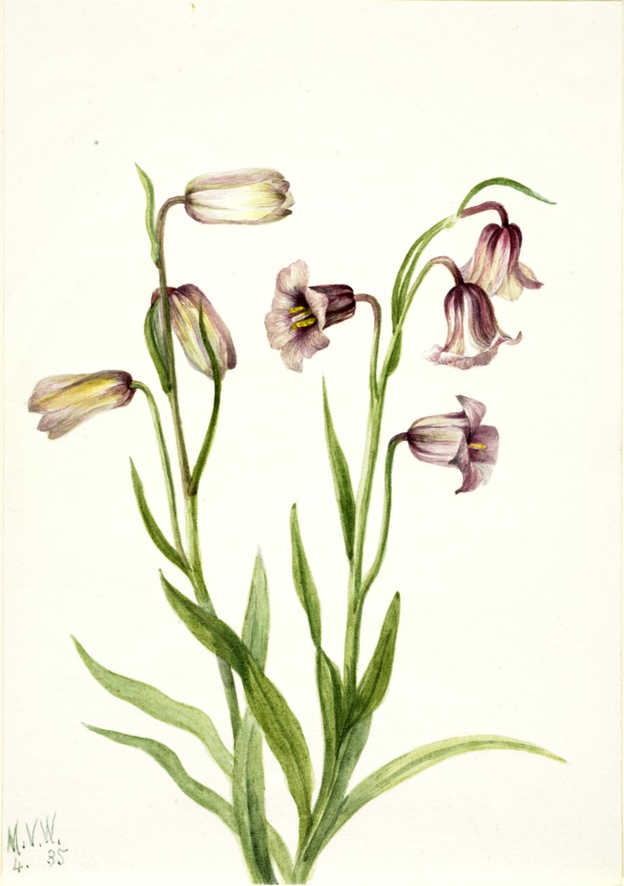 Fritillary Fritillaria biflora ، 1935. بواسطة ماري فو والكوت