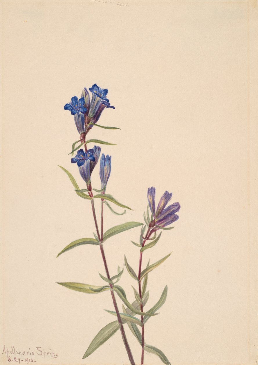 Gentian Gentiana affinis ، 1915 بواسطة ماري فو والكوت