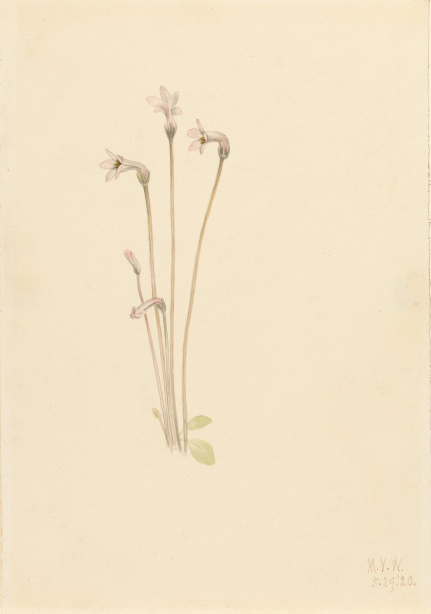 Ghostpipe Thalesia uniflora ، 1920. بواسطة ماري فو والكوت