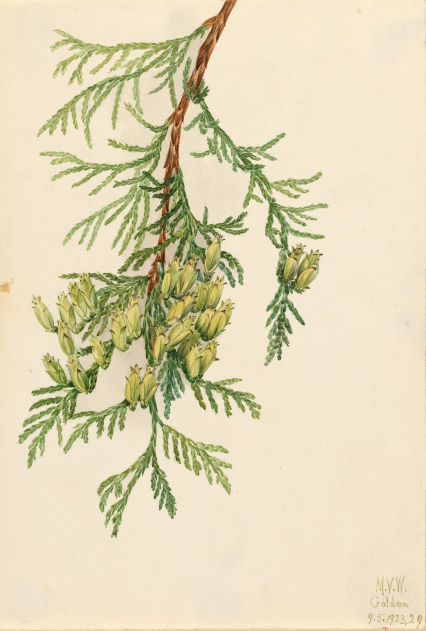 Giant Arborvitae Thuja plicata ، 1923. بواسطة ماري فو والكوت