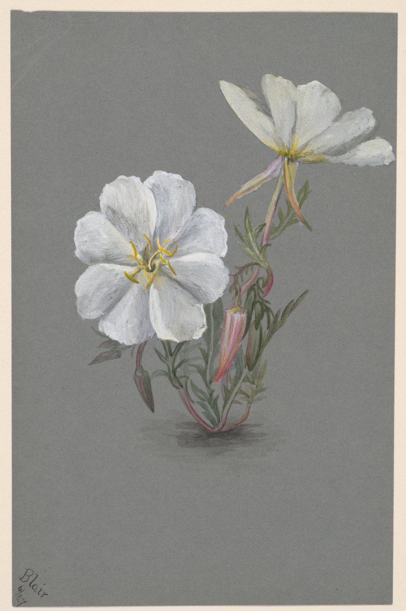 العملاق Helleborine Epipactia gigantea ، كاليفورنيا. 1880. بواسطة ماري فو والكوت