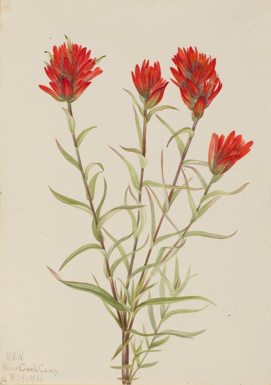 فرشاة الرسم الحمراء العملاقة Castilleja miniata ، 1921. بواسطة ماري فو والكوت