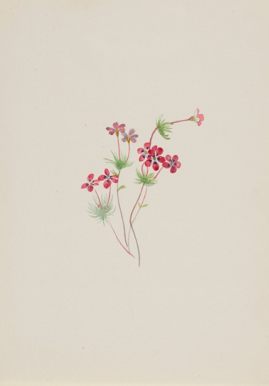 جيليا لينانثوس parviflorus ، كاليفورنيا. 1900-1930. بواسطة ماري فو والكوت