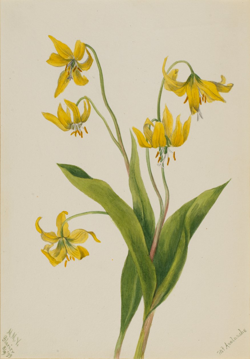 Glacierlily Erythronium grandiflorum ، 1899. بواسطة ماري فو والكوت