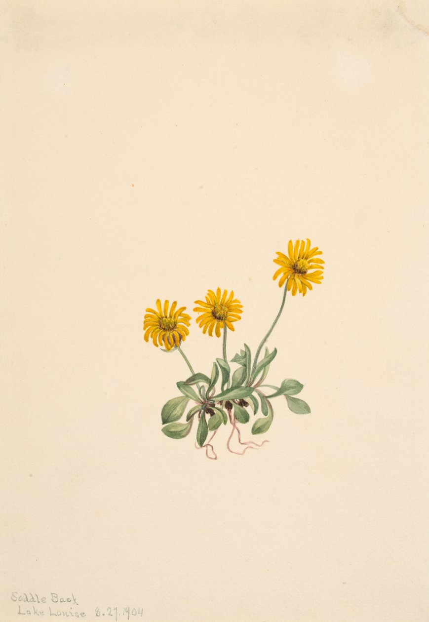 الذهبي Fleabane Erigeron aureus ، 1904. بواسطة ماري فو والكوت