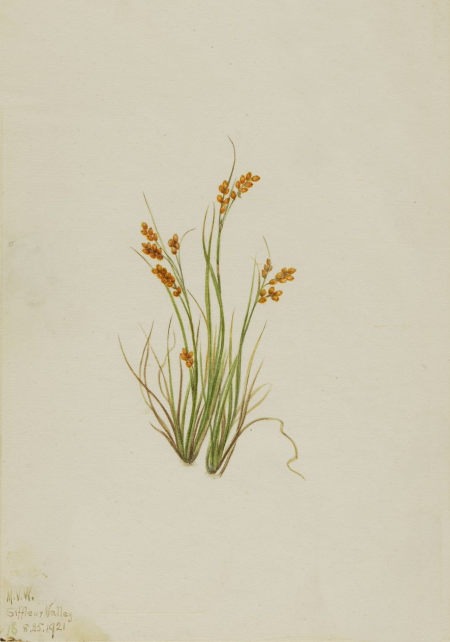 Golden Sedge Carex aurea ، 1921. بواسطة ماري فو والكوت