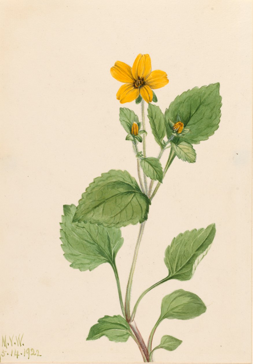 النجمة الذهبية Chrysogonum virginianum ، 1922. بواسطة ماري فو والكوت