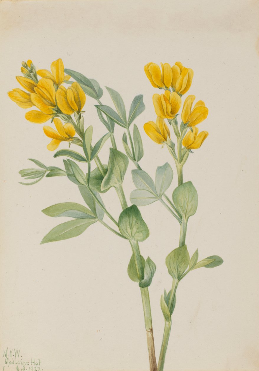 Goldenpea Thermopsis rhombifolia ، 1923. بواسطة ماري فو والكوت