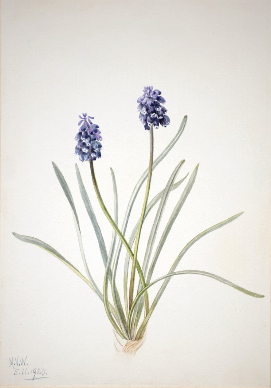 صفير العنب Muscari racemosum ، 1920. بواسطة ماري فو والكوت