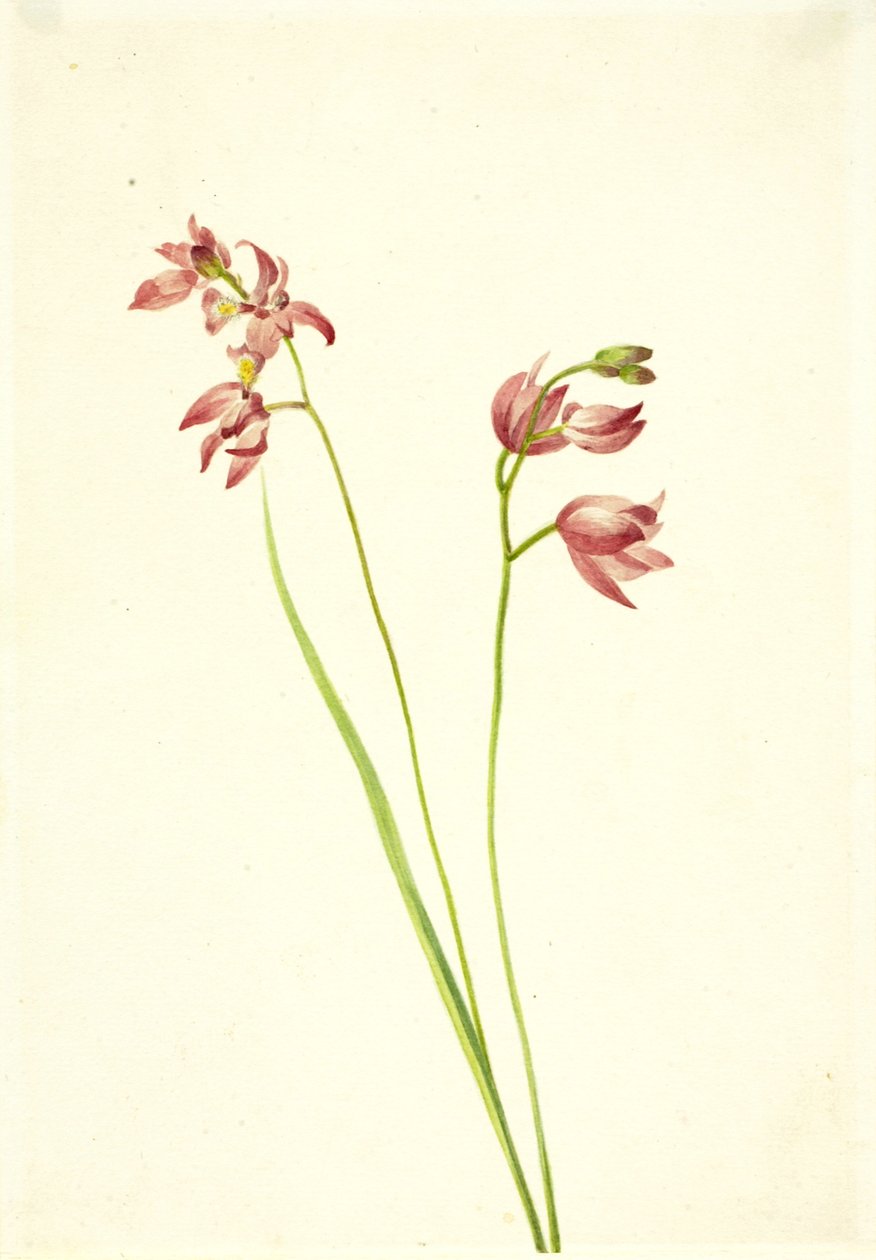 العشب الوردي Orchid Limodorum tuberosum ، nd بواسطة ماري فو والكوت