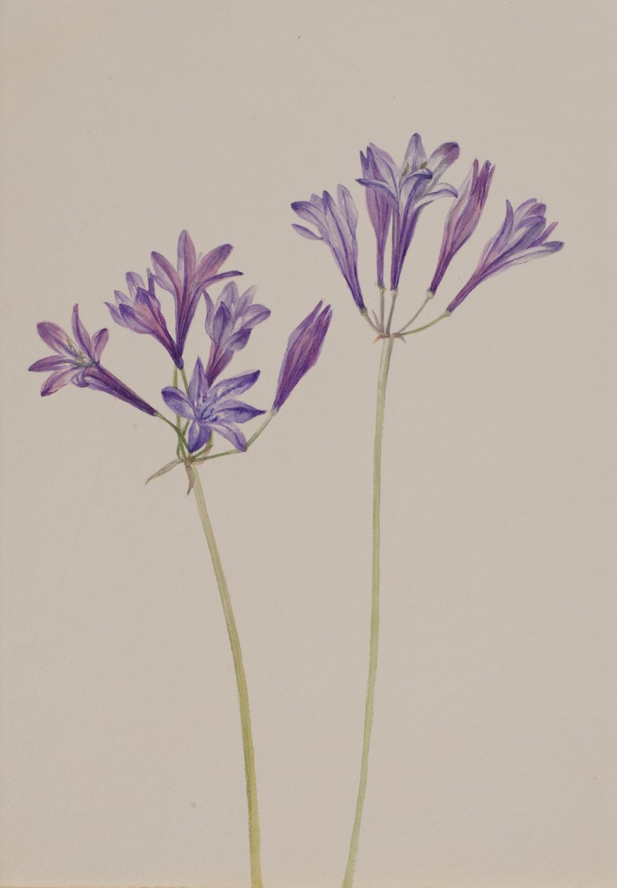 عشب البندق Brodiaea laxa ، 1933. بواسطة ماري فو والكوت