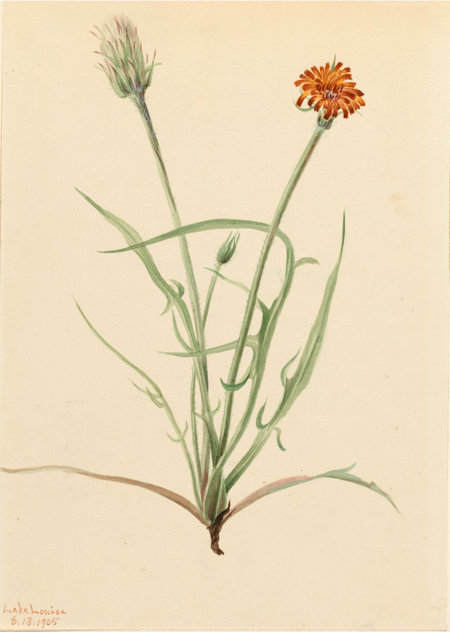 غراسليف Agoseris Agoseris graminifolia ، 1905. بواسطة ماري فو والكوت