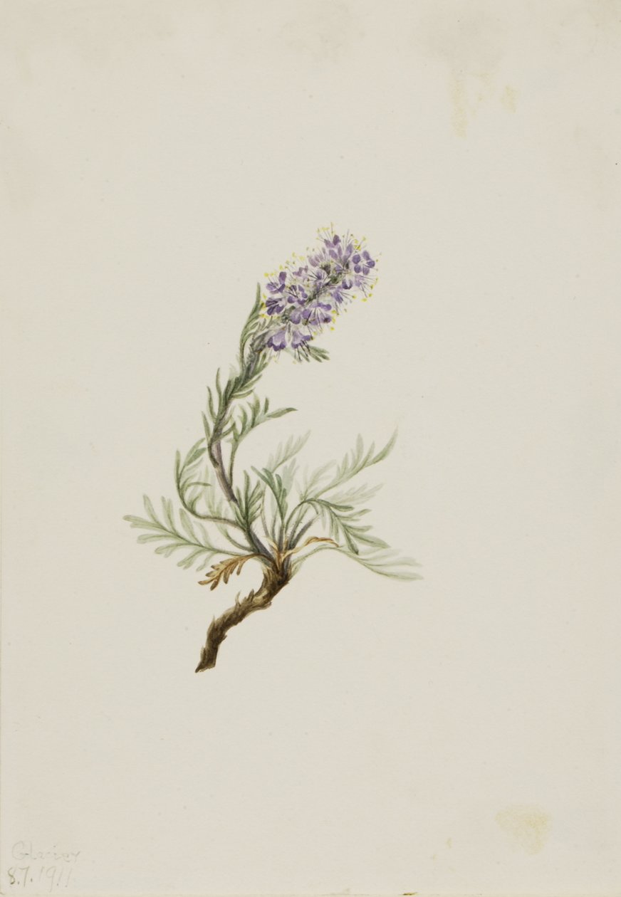 جراي Phacelia Phacelia sericea ، 1911. بواسطة ماري فو والكوت