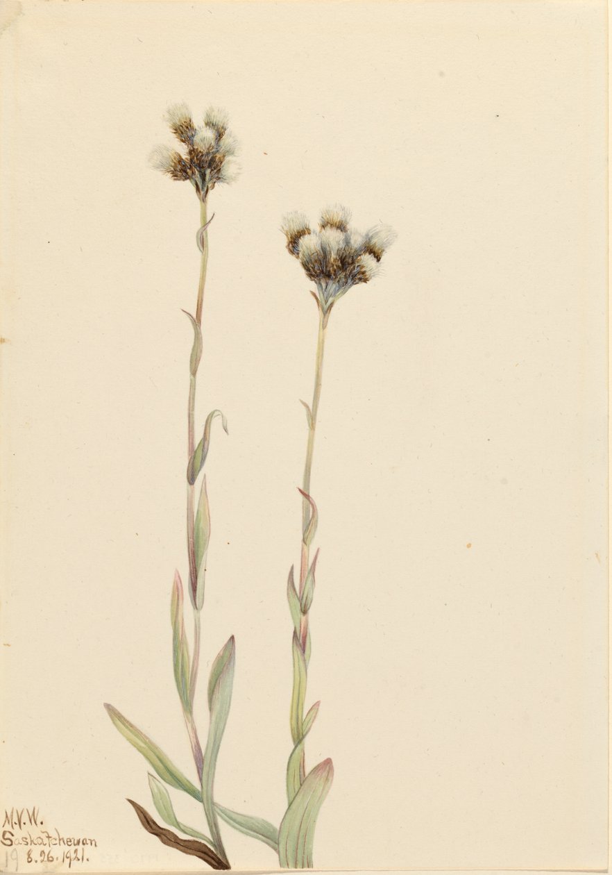 جراي Pussytoes Antennaria Howellii ، 1921. بواسطة ماري فو والكوت