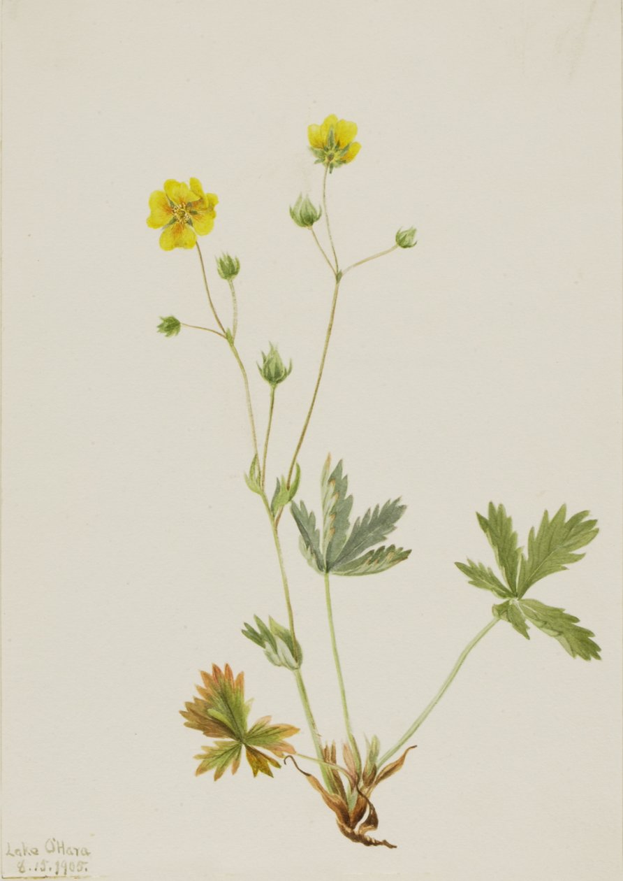 Grayleaf Fivefinger Potentilla glaucophylla ، 1905. بواسطة ماري فو والكوت