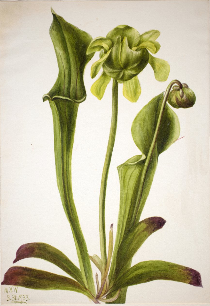 القارورة الخضراء Sarracenia orephila ، 1933. بواسطة ماري فو والكوت