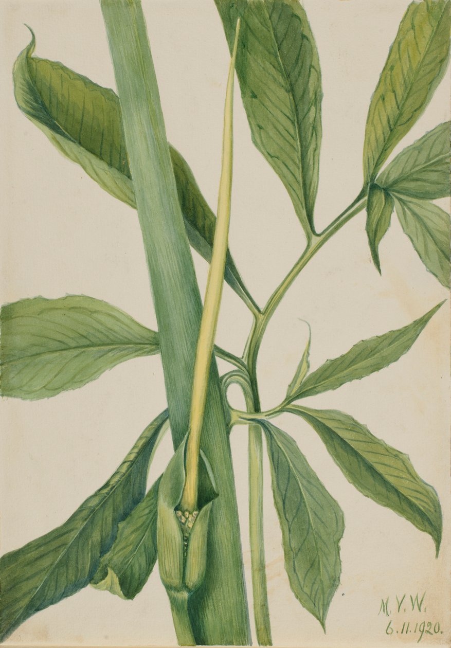 التنين الأخضر (Arisaema dracontium) بواسطة ماري فو والكوت
