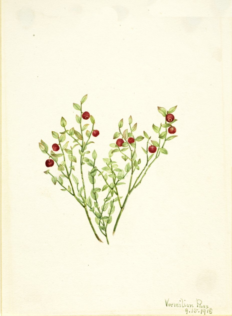 طيهوج Whortleberry Vaccinium scoparium ، 1918. بواسطة ماري فو والكوت