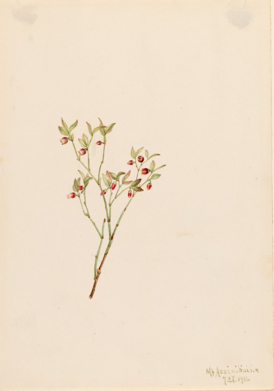 غروس Whortleberry Vaccinum scoparium ، 1916. بواسطة ماري فو والكوت
