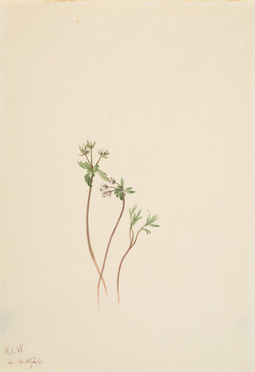 نذير الربيع Erigenia bulbosa ، 1920. بواسطة ماري فو والكوت