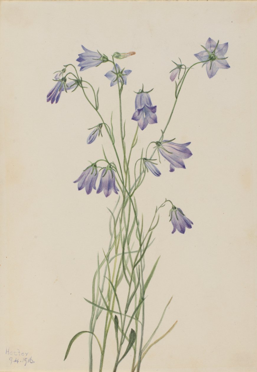 Harebell Campanula rotundifolia ، 1916. بواسطة ماري فو والكوت
