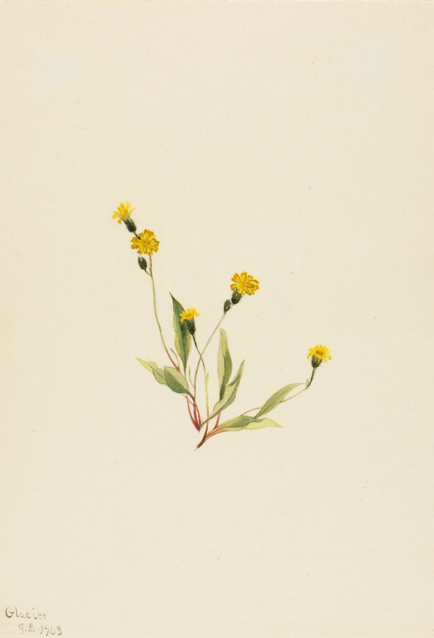 Heieracium gracile ، 1903. بواسطة ماري فو والكوت