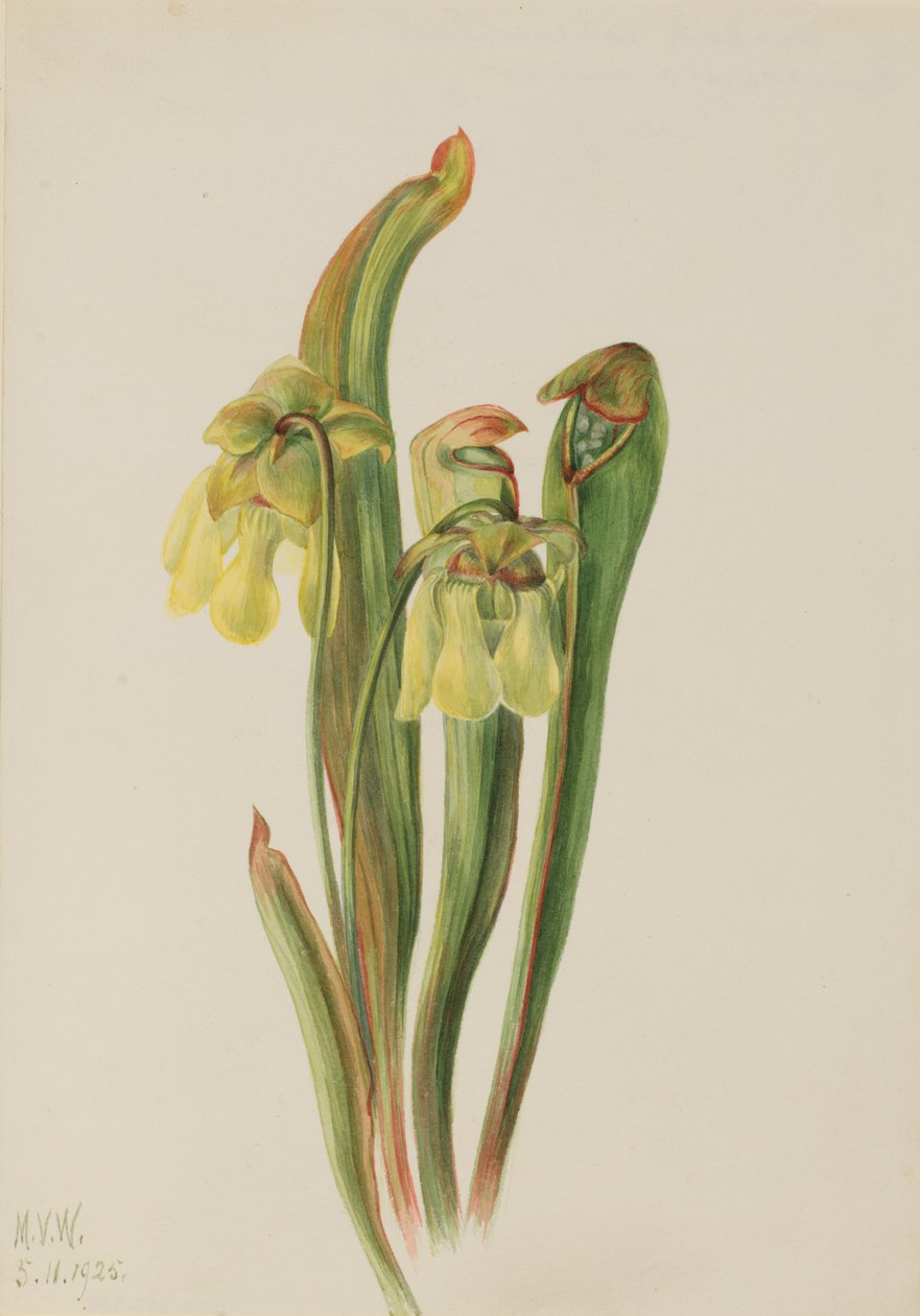 القاذف القاذف Sarracenia الصغرى ، 1925. بواسطة ماري فو والكوت