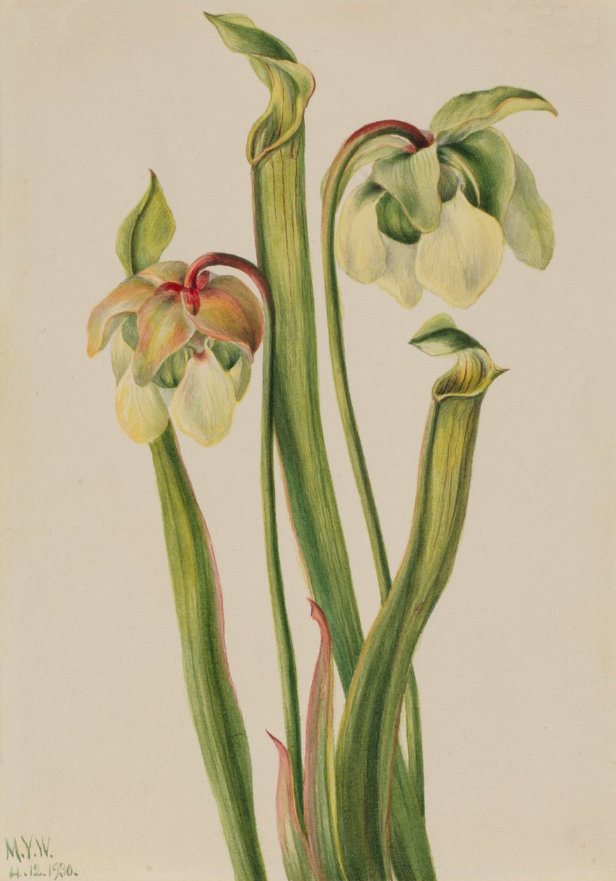 الهجين القاذف Sarracenia الصغرى ، 1930. بواسطة ماري فو والكوت